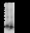 Histone H3 antibody, 11231-T56, Sino Biological, Western Blot image 