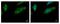 Calcium Binding And Coiled-Coil Domain 1 antibody, NBP1-32154, Novus Biologicals, Immunocytochemistry image 