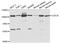 Cell Division Cycle 5 Like antibody, STJ27506, St John