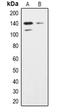 Inositol Polyphosphate Phosphatase Like 1 antibody, LS-C368726, Lifespan Biosciences, Western Blot image 