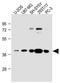 Engrailed Homeobox 1 antibody, MBS9211211, MyBioSource, Western Blot image 