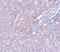 LYR motif-containing protein 1 antibody, A11860, Boster Biological Technology, Immunohistochemistry frozen image 
