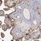 Synaptosome Associated Protein 23 antibody, NBP1-83162, Novus Biologicals, Immunohistochemistry paraffin image 