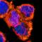 Ceruloplasmin antibody, NBP1-88116, Novus Biologicals, Immunocytochemistry image 