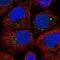 Ankyrin Repeat Domain 6 antibody, NBP2-56613, Novus Biologicals, Immunofluorescence image 