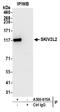 Mtr4 Exosome RNA Helicase antibody, A300-615A, Bethyl Labs, Immunoprecipitation image 