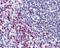 Serine/Threonine Kinase Receptor Associated Protein antibody, 48-942, ProSci, Immunohistochemistry frozen image 