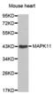 Mitogen-Activated Protein Kinase 11 antibody, abx000780, Abbexa, Western Blot image 