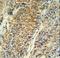 Pyrroline-5-Carboxylate Reductase 1 antibody, LS-C162337, Lifespan Biosciences, Immunohistochemistry paraffin image 