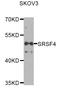 Serine And Arginine Rich Splicing Factor 4 antibody, LS-C346168, Lifespan Biosciences, Western Blot image 