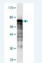 DnaJ Heat Shock Protein Family (Hsp40) Member B5 antibody, H00025822-M02, Novus Biologicals, Western Blot image 