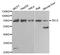 Selectin E antibody, MBS126671, MyBioSource, Western Blot image 