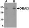 ORAI Calcium Release-Activated Calcium Modulator 3 antibody, MBS151480, MyBioSource, Western Blot image 