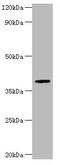 G4S antibody, A54292-100, Epigentek, Western Blot image 