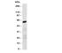 Basigin (Ok Blood Group) antibody, R30601, NSJ Bioreagents, Western Blot image 