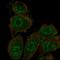 SH3 Domain Containing 19 antibody, HPA058562, Atlas Antibodies, Immunofluorescence image 