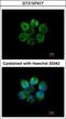 Serine/Threonine Kinase 3 antibody, GTX107417, GeneTex, Immunofluorescence image 