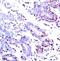 Signal Transducer And Activator Of Transcription 1 antibody, 79-285, ProSci, Immunohistochemistry frozen image 