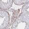 F-Box And Leucine Rich Repeat Protein 13 antibody, NBP2-31664, Novus Biologicals, Immunohistochemistry frozen image 
