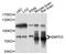 Sphingomyelin Phosphodiesterase 3 antibody, abx136093, Abbexa, Western Blot image 