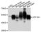 ATPase Na+/K+ Transporting Subunit Beta 1 antibody, A12403, ABclonal Technology, Western Blot image 