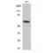 TBC1 domain family member 3 antibody, LS-C386314, Lifespan Biosciences, Western Blot image 