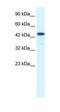 REST Corepressor 3 antibody, orb324515, Biorbyt, Western Blot image 