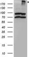 CF Transmembrane Conductance Regulator antibody, TA890106, Origene, Western Blot image 