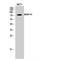 A-Kinase Anchoring Protein 8 antibody, LS-C381963, Lifespan Biosciences, Western Blot image 