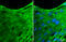 Beta-Actin antibody, GTX634934, GeneTex, Immunofluorescence image 