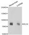 Discs Large MAGUK Scaffold Protein 4 antibody, abx125325, Abbexa, Western Blot image 