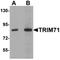 Tripartite Motif Containing 71 antibody, orb75475, Biorbyt, Western Blot image 