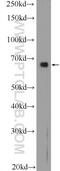 Protein III antibody, 12542-1-AP, Proteintech Group, Western Blot image 
