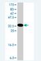 Grainyhead-like protein 2 homolog antibody, H00079977-A01, Novus Biologicals, Western Blot image 