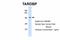 TAR DNA Binding Protein antibody, 25-292, ProSci, Western Blot image 