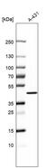 Glycerol-3-Phosphate Acyltransferase 3 antibody, HPA029414, Atlas Antibodies, Western Blot image 