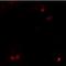 SAM Domain, SH3 Domain And Nuclear Localization Signals 1 antibody, LS-C153726, Lifespan Biosciences, Immunofluorescence image 