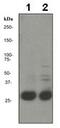 Thy-1 Cell Surface Antigen antibody, ab133350, Abcam, Western Blot image 