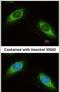 Keratin 19 antibody, PA5-29548, Invitrogen Antibodies, Immunofluorescence image 