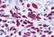GLI Family Zinc Finger 3 antibody, MBS240223, MyBioSource, Immunohistochemistry paraffin image 