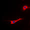 Eukaryotic Translation Elongation Factor 2 antibody, LS-C356006, Lifespan Biosciences, Immunofluorescence image 