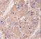 UV Radiation Resistance Associated antibody, LS-C160493, Lifespan Biosciences, Immunohistochemistry paraffin image 