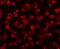 Cyclin Dependent Kinase 13 antibody, A05292-1, Boster Biological Technology, Immunofluorescence image 