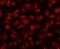 Cyclin-dependent kinase 13 antibody, A05292-1, Boster Biological Technology, Immunofluorescence image 