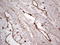 Protein C Receptor antibody, LS-C339679, Lifespan Biosciences, Immunohistochemistry frozen image 