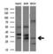Aquaporin 1 (Colton Blood Group) antibody, NBP2-03568, Novus Biologicals, Western Blot image 