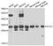 SCO Cytochrome C Oxidase Assembly Protein 2 antibody, orb373530, Biorbyt, Western Blot image 