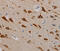 TGF-Beta Activated Kinase 1 (MAP3K7) Binding Protein 3 antibody, MBS2520212, MyBioSource, Immunohistochemistry frozen image 