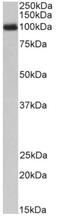 Colony Stimulating Factor 3 Receptor antibody, AP33491PU-N, Origene, Western Blot image 