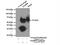 FKBP Prolyl Isomerase 8 antibody, 11173-1-AP, Proteintech Group, Immunoprecipitation image 
